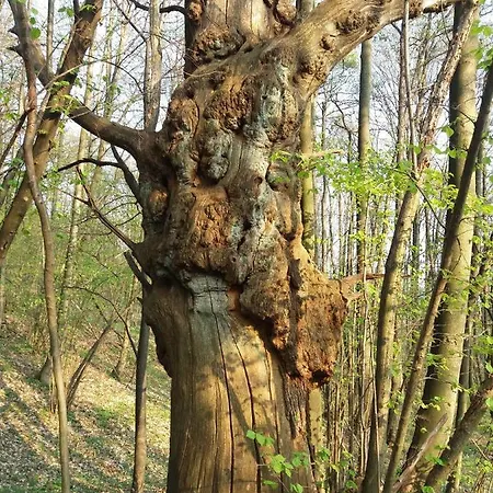 Casa Acquarossa Apartamento Rubiana